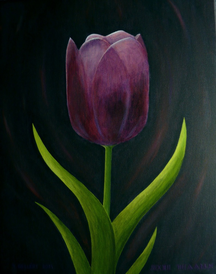 Lila tulipán